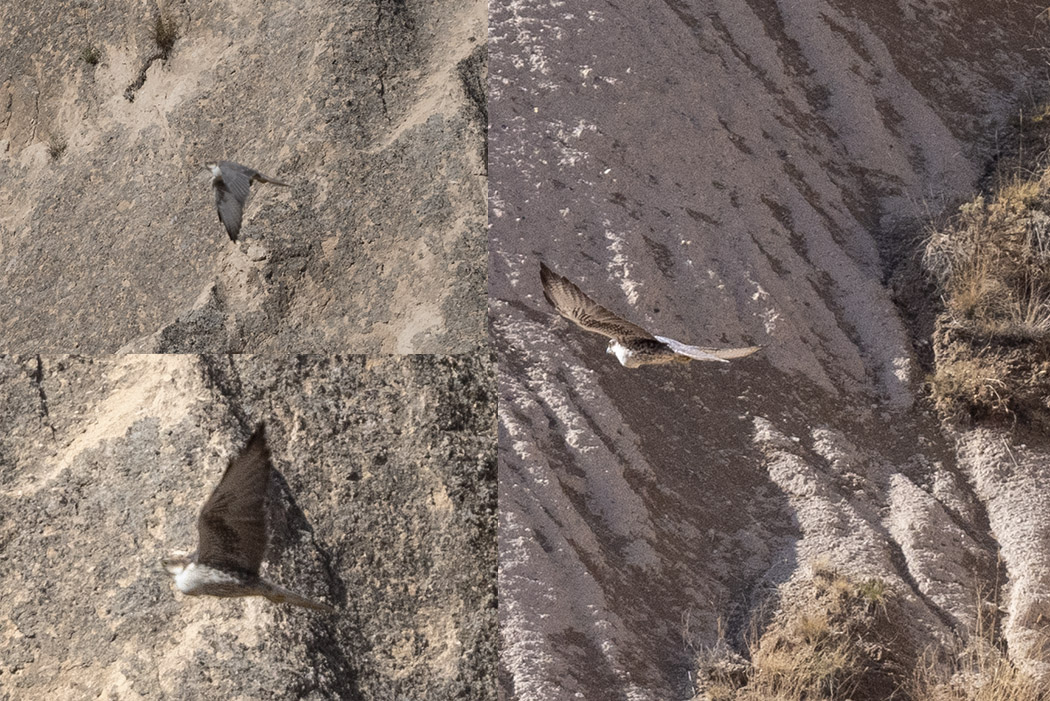 Lanner Falcon